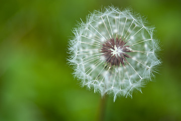 Image showing Taraxacum Flower, Italy