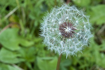 Image showing Taraxacum Flower, Italy