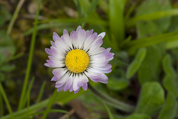 Image showing Daisy Flowers in a Garden