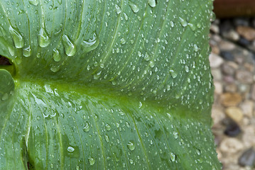 Image showing Wet Green Leaves in a Garden