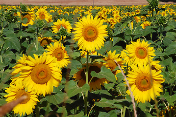 Image showing Sunflowers Meadow, Tuscany