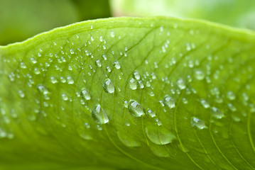 Image showing Wet Green Leaves in a Garden