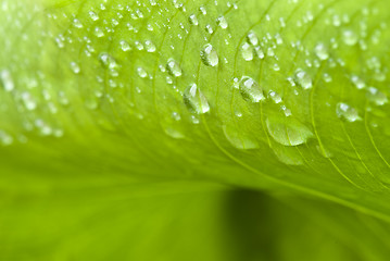 Image showing Wet Green Leaves in a Garden