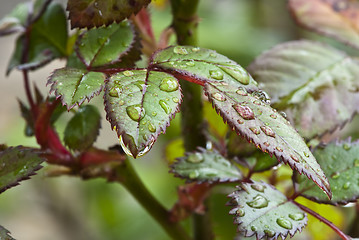 Image showing Wet Green Leaves in a Garden