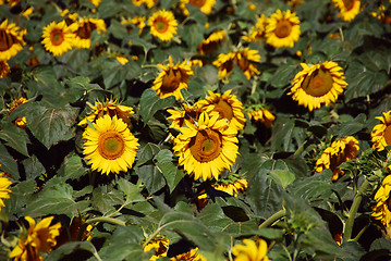 Image showing Sunflowers Meadow, Tuscany