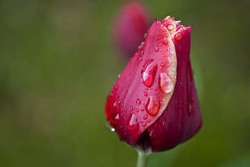 Image showing Red Tulip