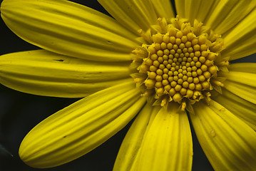 Image showing Daisy Flowers in a Garden