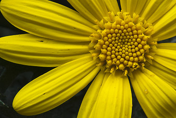 Image showing Daisy Flowers in a Garden
