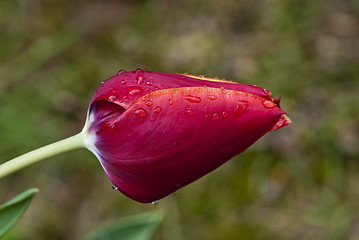 Image showing Red Tulip