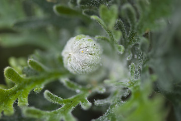 Image showing Flowers in the Garden, Italy