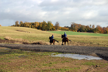 Image showing horse