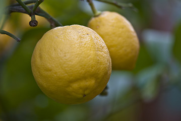 Image showing Lemons in the Garden, Italy