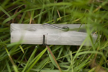 Image showing Clothespin in the Grass, Italy