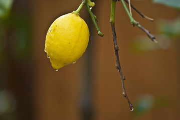 Image showing Lemon Fruit