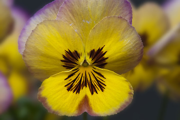 Image showing Daisy Flowers in a Garden