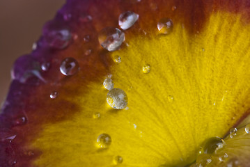 Image showing Wet Violet Flowers