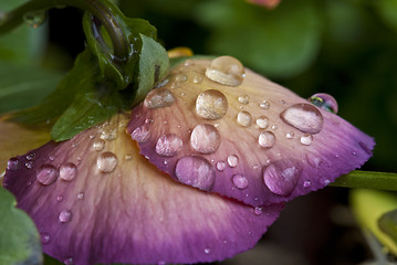 Image showing Wet Violet Flowers