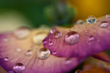Image showing Wet Violet Flowers