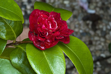 Image showing Red Rose