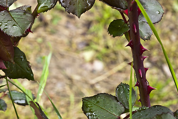 Image showing Rose Branch