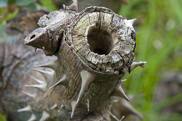 Image showing Rose Tree Branch, Italy