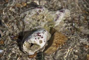 Image showing Shells in the water, Caribbean Sea, April 2009