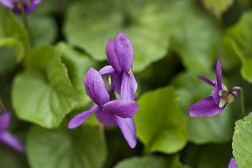 Image showing Flowers in the Garden, Italy