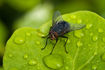 Image showing Black Fly over a Green Leaf with Water Drops