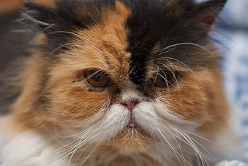 Image showing Cat Expression, Italy