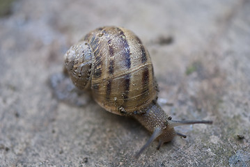 Image showing Snail on a Tuscan Garden, Italy