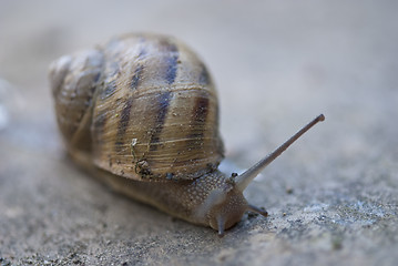 Image showing Snail on a Tuscan Garden, Italy