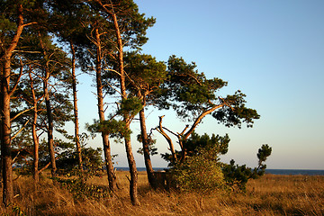 Image showing tree