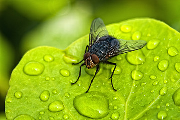 Image showing Black Fly over a Green Leaf with Water Drops