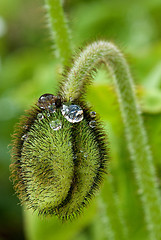 Image showing Closed Flower with Water Drops