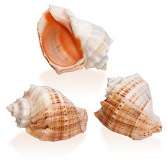 Image showing Three Orange Seashells isolated