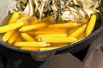 Image showing Corn