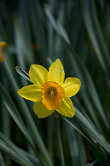 Image showing yellow narcissus