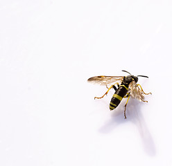 Image showing wasp