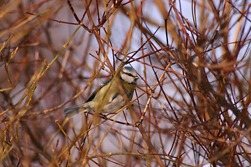 Image showing bird