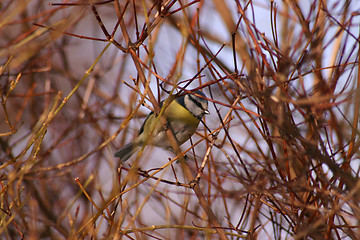 Image showing bird