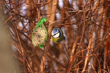 Image showing bird