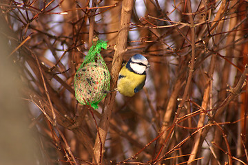 Image showing bird