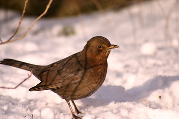 Image showing bird