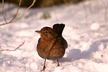 Image showing bird