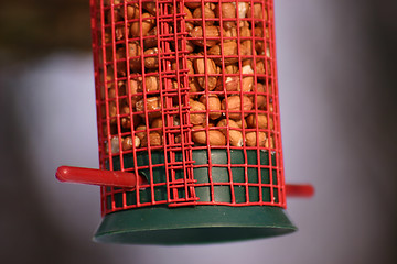 Image showing bird food
