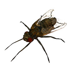 Image showing housefly