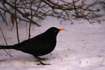 Image showing bird