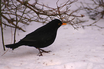 Image showing bird