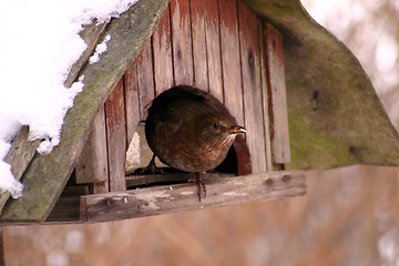 Image showing bird