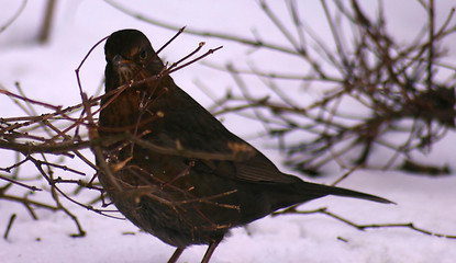 Image showing bird